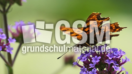 Kleiner Perlmuttfalter_1.jpg